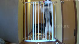 Clever dog know how to open baby gate
