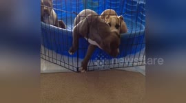 Newsflare Edit - American bully puppy escape artist