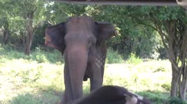 Angry bull elephant 'charges' tourists on safari