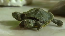 Turtle born with two heads and six fins