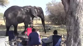 Huge Elephant takes shortcut through Tourists' Campsite