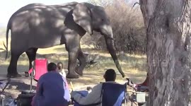 Huge elephant takes shortcut through tourists' campsite