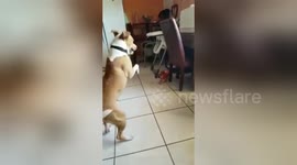 Chihuahua and pitbull playing and 'arguing'
