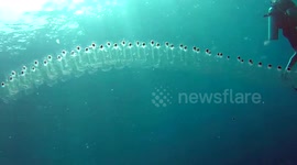 Divers encounter strange creature called sea salps in the Andaman Sea