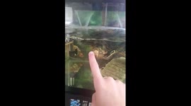 Vicious Snapping turtle biting off my finger like a mad man!