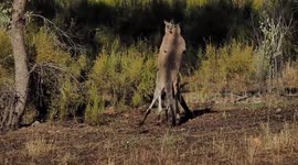Kangaroos involved in ferocious 'boxing match'