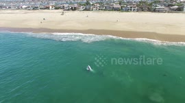 Beach Gray Whale