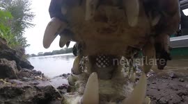 GoPro gets very close to crocodile's jaws
