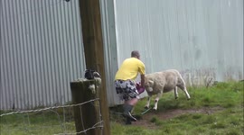 Man 'attacked' by aggressive ram