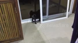 Pug puppy meets self in mirrored door.