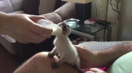 Kitten