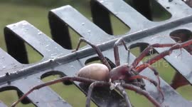 Massive sheetweb spider in Waingaro, New Zealand