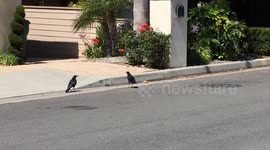 Crows attack mouse