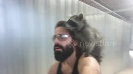 Raccoon enjoys bike ride on owner's shoulder