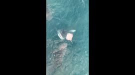 Bullshark chomps down a skate!