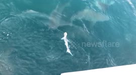 Bullshark eats smaller shark in one bite!