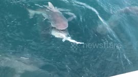 Bull shark swallows smaller shark whole