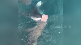 Moment 8ft bull shark breaches the surface and eats skate in one gulp