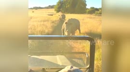 Newsflare Edit - White rhinos