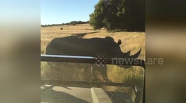 Rhino blocks road during safari in South Africa