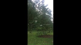 Toucan attacks baby birds in a nest