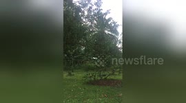 Newsflare Edit - Toucan attacks baby birds in a nest