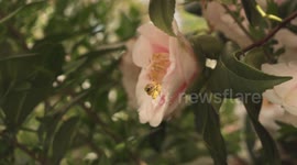 Bee struggles to fly when over-loaded with pollen
