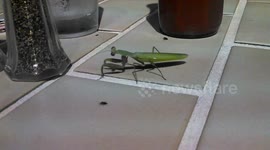 Hawaiian Dancing Praying Mantis