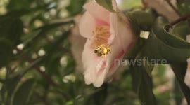 Bee struggles to fly when over-loaded with pollen (CROPPED)