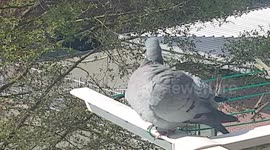 dove is cleaning on my balkon