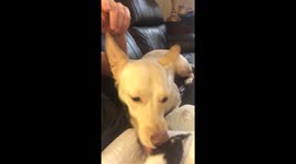 Dog adopts kitten