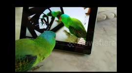 Blue naped parrot sees self ipad makes cutest sound