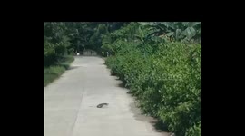 Monitor lizard crossing. Not your typical pedestrian