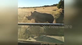 Rhino blocks road during safari in South Africa