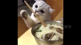 Cat tries to use chopsticks like a human