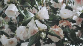 London in full bloom as Spring takes hold