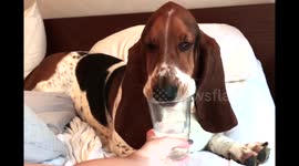 funny basset drinks from a glass
