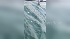 Newsflare Edit - hammerhead shark caught off my kayak and sitting on my lap now