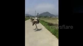 Ostrich on the loose ends up with falling over in field