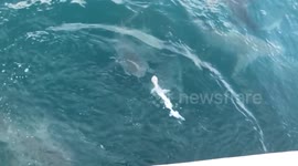 Bull shark swallows smaller shark whole