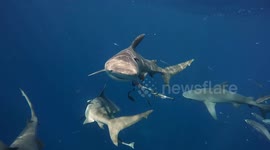Amazing Close Encounter with a School of Large Bull Sharks