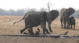 Older elephant uses tusks to rescue calf trapped in ditch as lions encircle in Zimbabwe