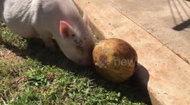 Playing with food