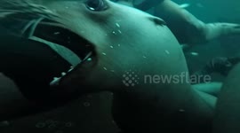 Curious sea lions swim over to diver and chew on camera