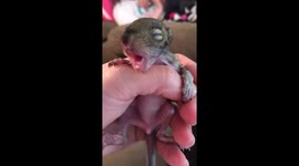 Baby Squirrel Crying