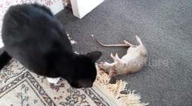 Cat plays with food