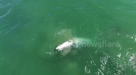 Gray whale swims incredible close to shore off California