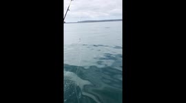 Dead dolphin spotted floating off Cornwall with tail 'chopped off'