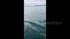 Newsflare Edit - Dead dolphin spotted floating off Cornwall with tail 'chopped off'