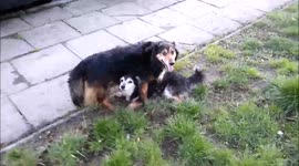 Funny dogs entertain with each other.